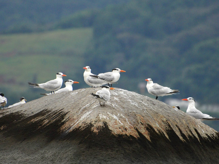 Monitoramento de aves feito pelos Portos do Paraná registra espécies ameaçadas na baía de Paranaguá